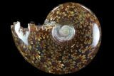 Polished, Agatized Ammonite (Cleoniceras) - Madagascar #97227-1